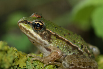 Closeup on a bright green juvenile European frog Pelophylax species on a lichen covered wood
