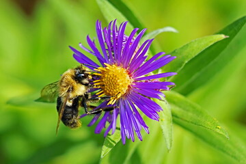 bumble bee