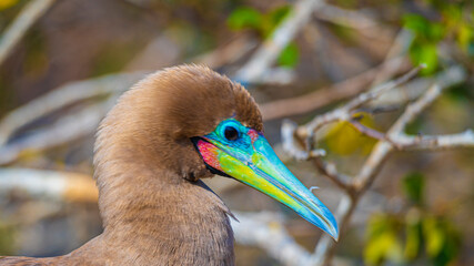 Die Vogelwelt der Galapagos Inseln