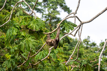 Cute sloth (Bradypus) hanging on tree branch with funny face look, perfect portrait of wild animal in the Rainforest