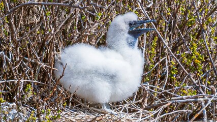 Die Vogelwelt der Galapagos Inseln