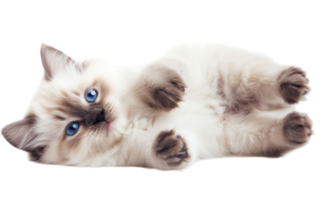 Generic animal with blue eyes. Lying on back, light brown fur, relaxed pose. Isolated on a transparent background