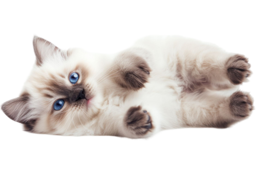 Generic animal with blue eyes. Lying on back, light brown fur, relaxed pose. Isolated on a transparent background