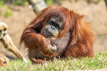 Orangutan (Pongo pygmaeus), native to Borneo and Sumatra’s rainforests