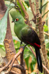 Green Turaco (Tauraco persa), found in West and Central African forests.