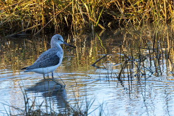 Greenshank (Tringa nebularia), found in wetlands across Europe, Asia, and Africa.