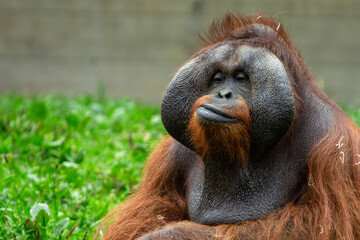 Orangutan (Pongo pygmaeus), native to Borneo and Sumatra’s rainforests