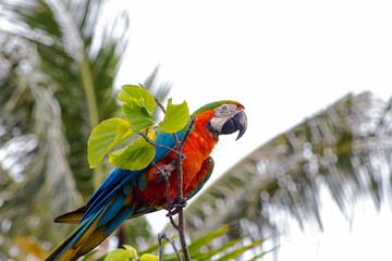 Obraz premium blue and yellow macaw