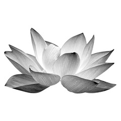 black-white lotus flower isolated white background