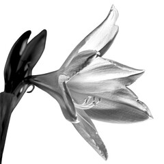 Obraz premium black-white amarylis flower isolated white background 