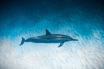 dolphin in blue water