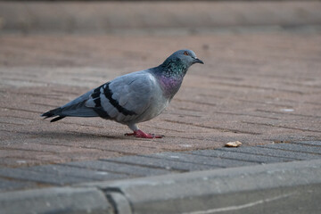 A Pigeon and a Bread Crumb