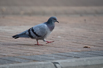 A Pigeon and a Bread Crumb