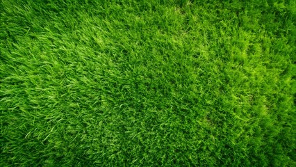 Fototapeta premium grass texture background