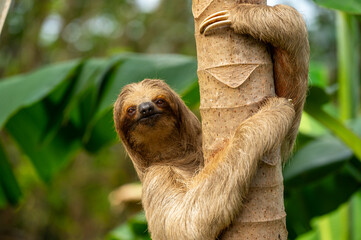Cute sloth (Bradypus) hanging on tree branch with funny face look, perfect portrait of wild animal in the Rainforest