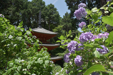 岩船寺　紫陽花と三重塔　京都府木津川市加茂町