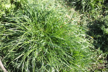 green grass background