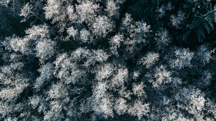 Frosty Aerial View of Snow-Covered Trees in Winter Wonderland