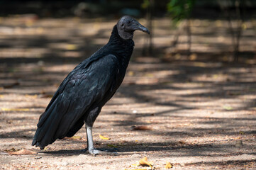 American black vulture (Coragyps atratus) on the ground