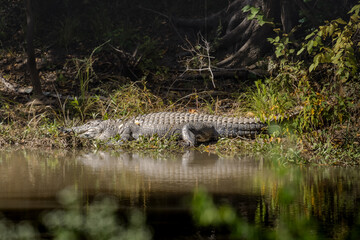 Crocodile at Lake Martin, Louisiana, USA