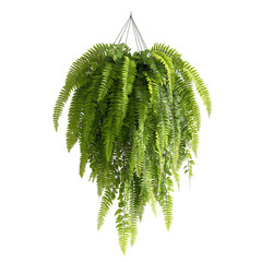Hanging Fern with Cascading Green Fronds Isolated on Transparent Background