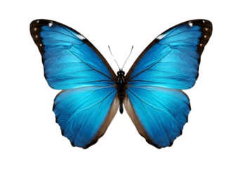 Greenish blue unique butterfly isolated on transparent background, butterfly png
