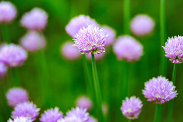 Garden herb chives or Allium Schoenoprasum in bloom. Meadow of Allium flowers in full bloom, focus on central flower. Shallow depth-of-field.