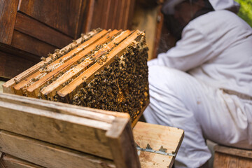 Male beekeeper doing an inspection, opening the beehive, checking brood and honey, side view. Concept of maintenance of bee colony.