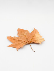Leaves on white background