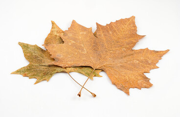 Leaves on white background