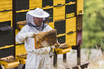 Beekeeper working collect honey at beehive and checking honeycomb with bees flying around
