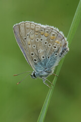 Fototapeta premium Vertical closeup on an Icarus blue butterfly, Polyommatus icarus