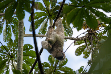 Fototapeta premium A sloth hangs upside down from a tree branch..