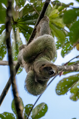 Fototapeta premium A sloth hangs upside down from a tree branch, peering down at the camera.