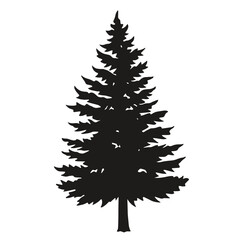 Obraz premium Tall evergreen tree silhouette on white