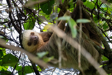Fototapeta premium A sloth hangs upside down in a tree, looking at the camera..