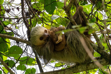 A sloth and its baby hang upside down in a tree.. © Justin Mueller
