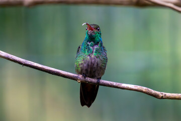 A vibrant hummingbird with iridescent green and blue feathers perches on a branch, its beak slightly open..