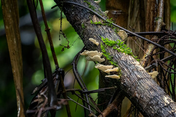 Fungi and moss grow on a fallen tree branch in a lush forest..