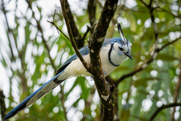 A white-throated magpie-jay perches on a mossy branch..