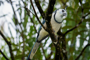 A white-throated magpie-jay perches on a mossy branch..