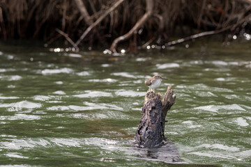A small bird perches on a weathered tree stump in rippling water..
