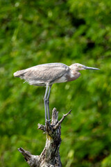 Fototapeta premium A reddish egret stands perched atop a weathered tree stump against a blurred green background..