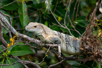 A spiny-tailed iguana rests on a tree branch amidst green foliage..