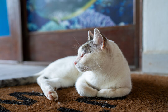 A white and gray cat rests on a brown doormat.