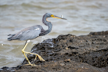 A tricolored heron stands on a rock with a small fish in its beak.