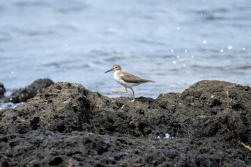 Sandpiper walking on a rocky shore as water splashes around it..