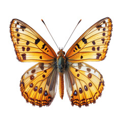 Fototapeta premium Fritillary isolated on transparent background, PNG