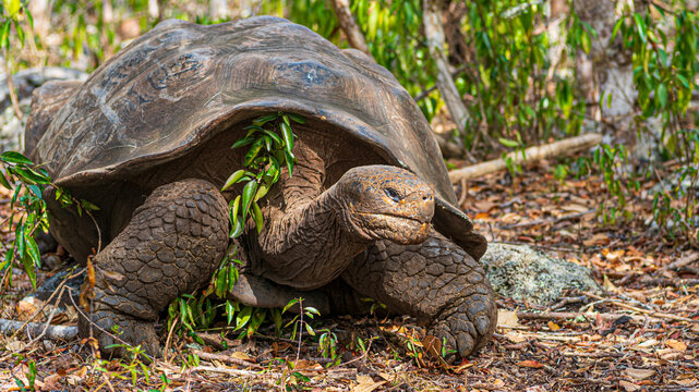 Riesenschildkr&ouml;ten auf San Cristobal, Galapagos und Kicker Rock