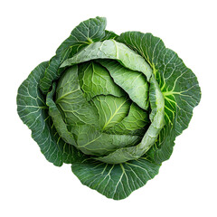 isolated head of green cabbage